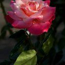 Patty Olmos - @SandraOlmos1385 - Twitter