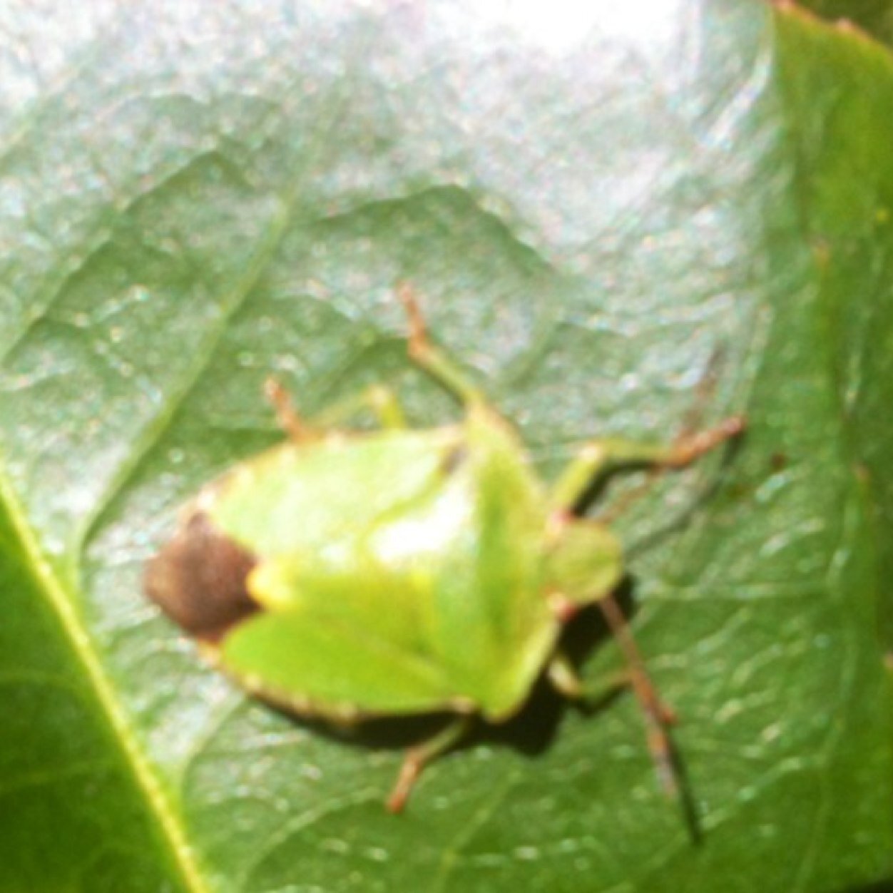 ABouchere's profile picture. 