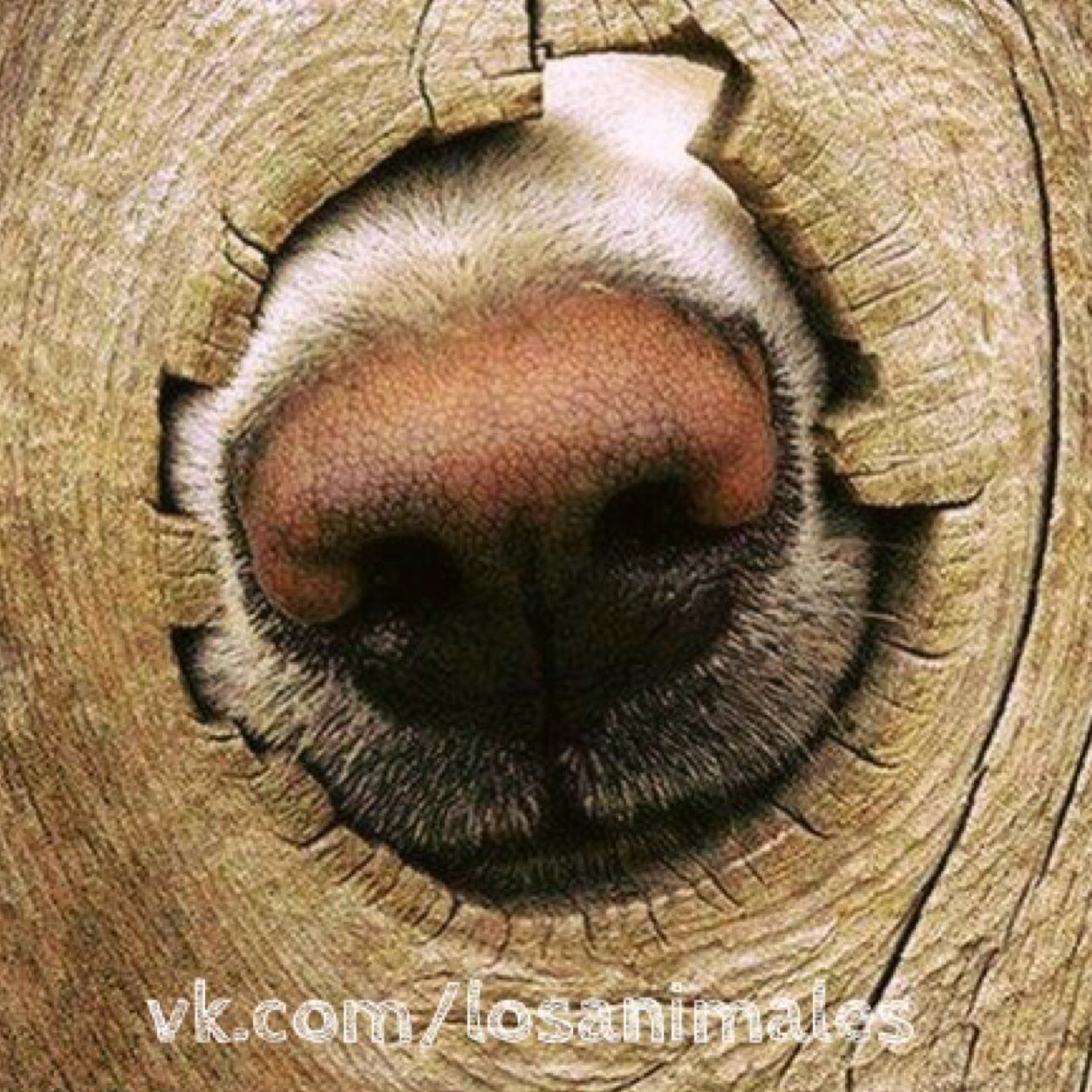 UnitedWhales's profile picture. We love animals! :)