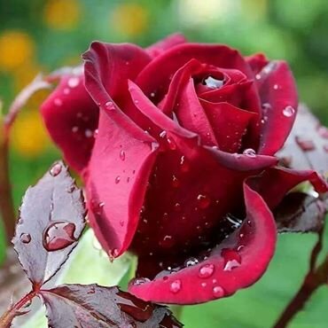 Feel the vibe, LIVE the COLORS, Shine like my GLITTERY sky..Lets BE in LOVE, go Rock&Roll! Be SPONTANEOUS, Laugh INSANELY..and START LIVING -