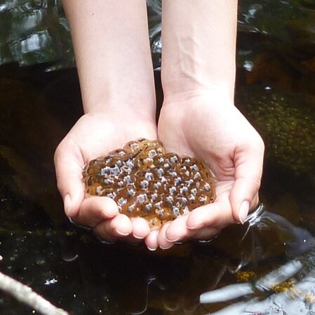 Of Pools and People is a multidisciplinary research team seeking to find ways to maximize the ecological and economic benefits of vernal pool ecosystems.