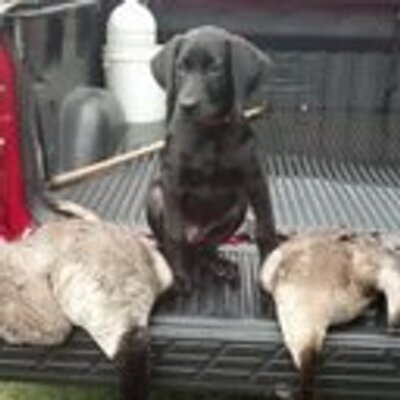 Liz Hendrickx (@twinlakeskennel) profile picture