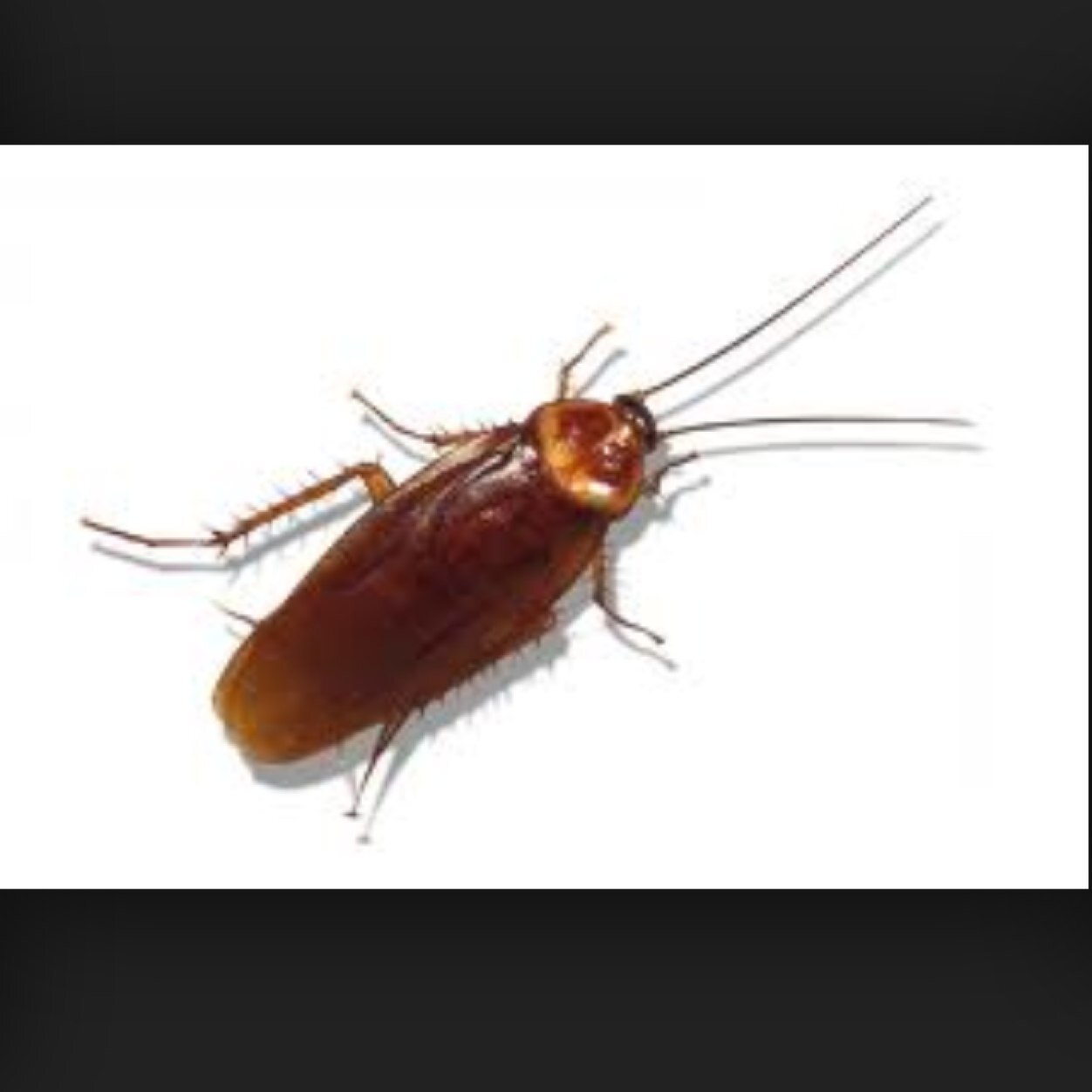 We see them crumbs in that nasty ass room and that Raid dont work fuck you thought this was