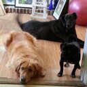 Vincent Andrade  - @Vdawg13 - Twitter