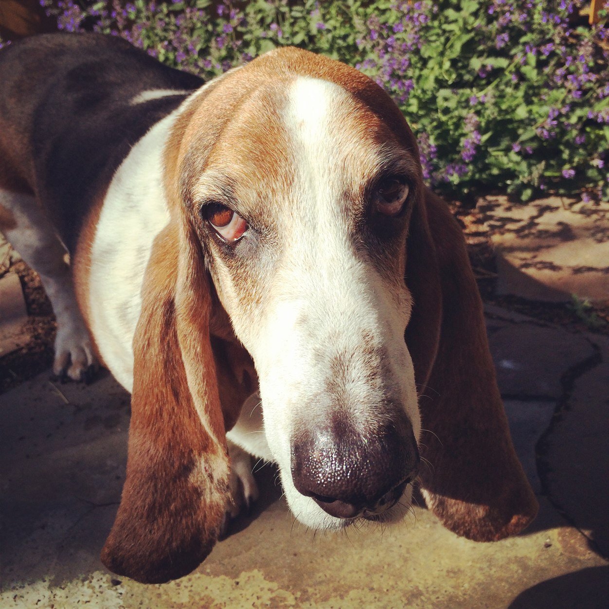 Almost daily Bassets Hound lols and pictures stuffs.
Follows us:
http://t.co/uK3bqDV6TC
Gets us:
http://t.co/hkIlHtbkGk
{}^ ^{}