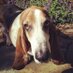 Bobs & Lucys (@bobsandlucys) Twitter profile photo Bobs & Lucys (@bobsandlucys) Twitter profile photo