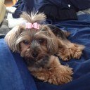 Greeting's I'm Little Bit I am a 10 year old, purebred Yorkie. I have true potential, just waiting for the world to see it. I am a boy but i rock a bow. #MAGA