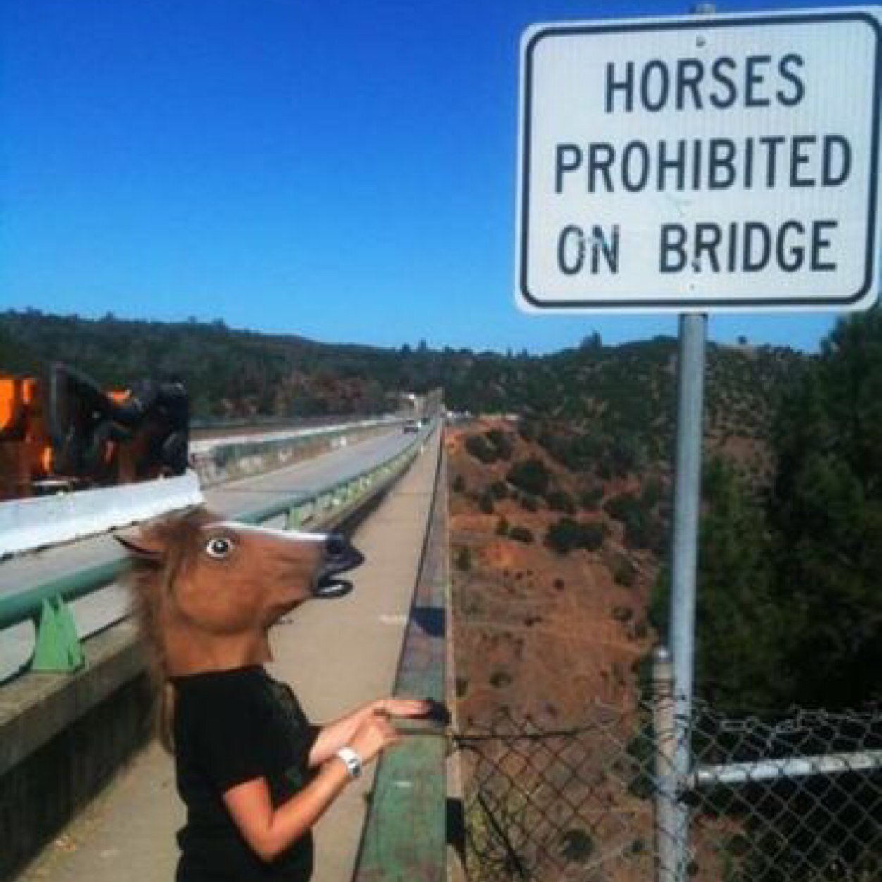 Just a lonley horse looking for a friend
