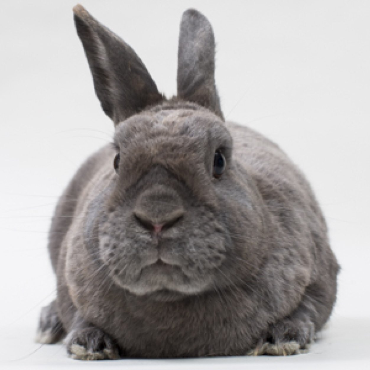 I'm Fidel, a rescue bunny who also doubles as a DeNiro lookalike. I disapprove of everything, especially twitter. 140 characters, my cotton ass . . .