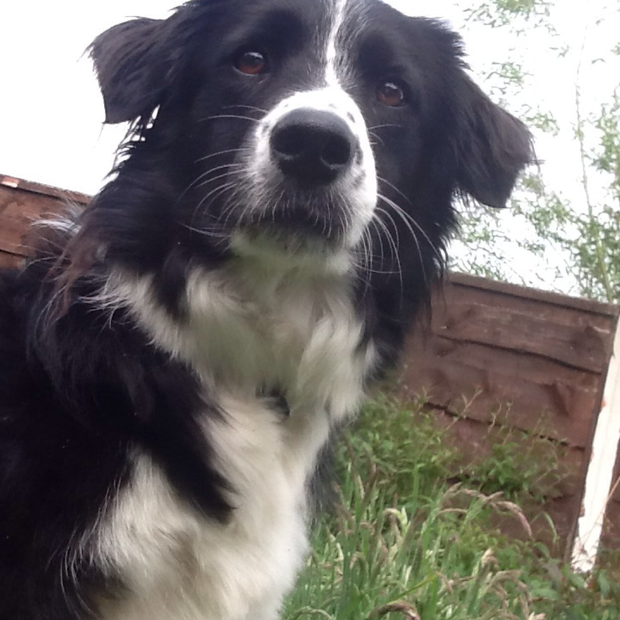 Bespoke dog walker and pet sitter in Stockport