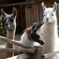 Rakši ZOO (@hotel_raksi) 's Twitter Profile