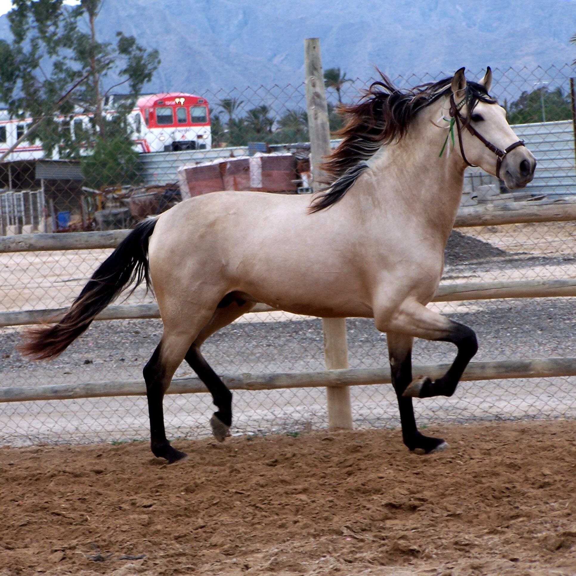 YEGUADA DE CRIA P.R.E. EN ALICANTE. VENTA DE CABALLOS.