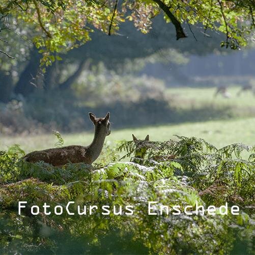 FCursusEnschede's profile picture. Schrave Multi-Media