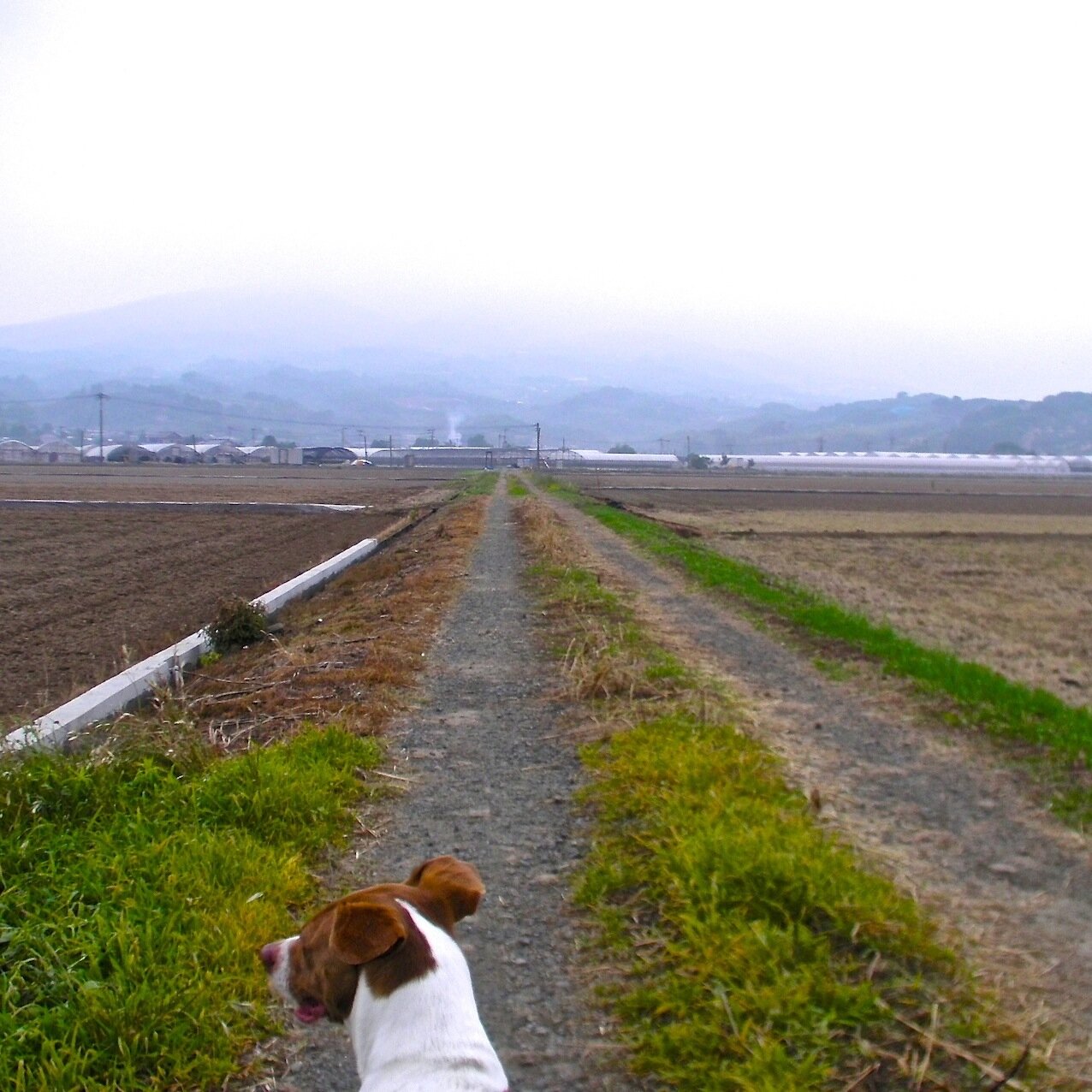 3.11後、新しい生き方を実践すべく東京から熊本の田園地帯に転居。半年かけて竹藪の放棄地を耕し、野菜作りをエンジョイ♪　また余りある竹を使って最近では竹炭づくりも始動♪　東京では考えられないほど充実した生活に感謝♪