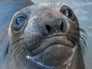 the home of seal facts