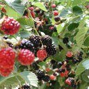 Team Rubus is all about blackberries, raspberries and strawberries! Most of what we share is related to research and extension work in NC and SE region.