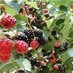NC Team Rubus (@ncteamrubus) Twitter profile photo NC Team Rubus (@ncteamrubus) Twitter profile photo