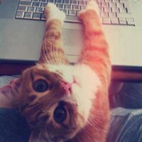 Drôle de chats(@DroleDeChats) 's Twitter Profile Photo