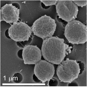 Johnson Lab Profile