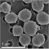 Johnson Lab (@prochlorococcus) 's Twitter Profile Photo