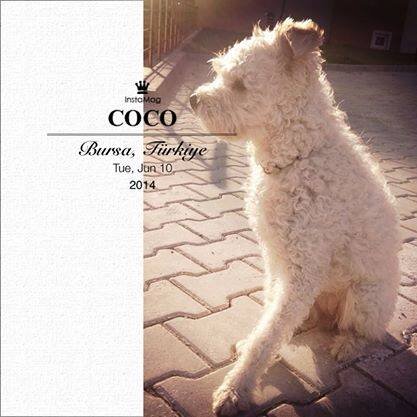 Merhaba. Başta Bursa olmak üzere biz köpeklerin rahat edebileceği, sevgi ile kabul gördüğümüz mekanlar ve parkları sizin için araştırıp yayınlıyorum.