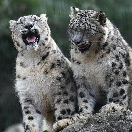 __lrogers's profile picture. I'm a black fucking panther