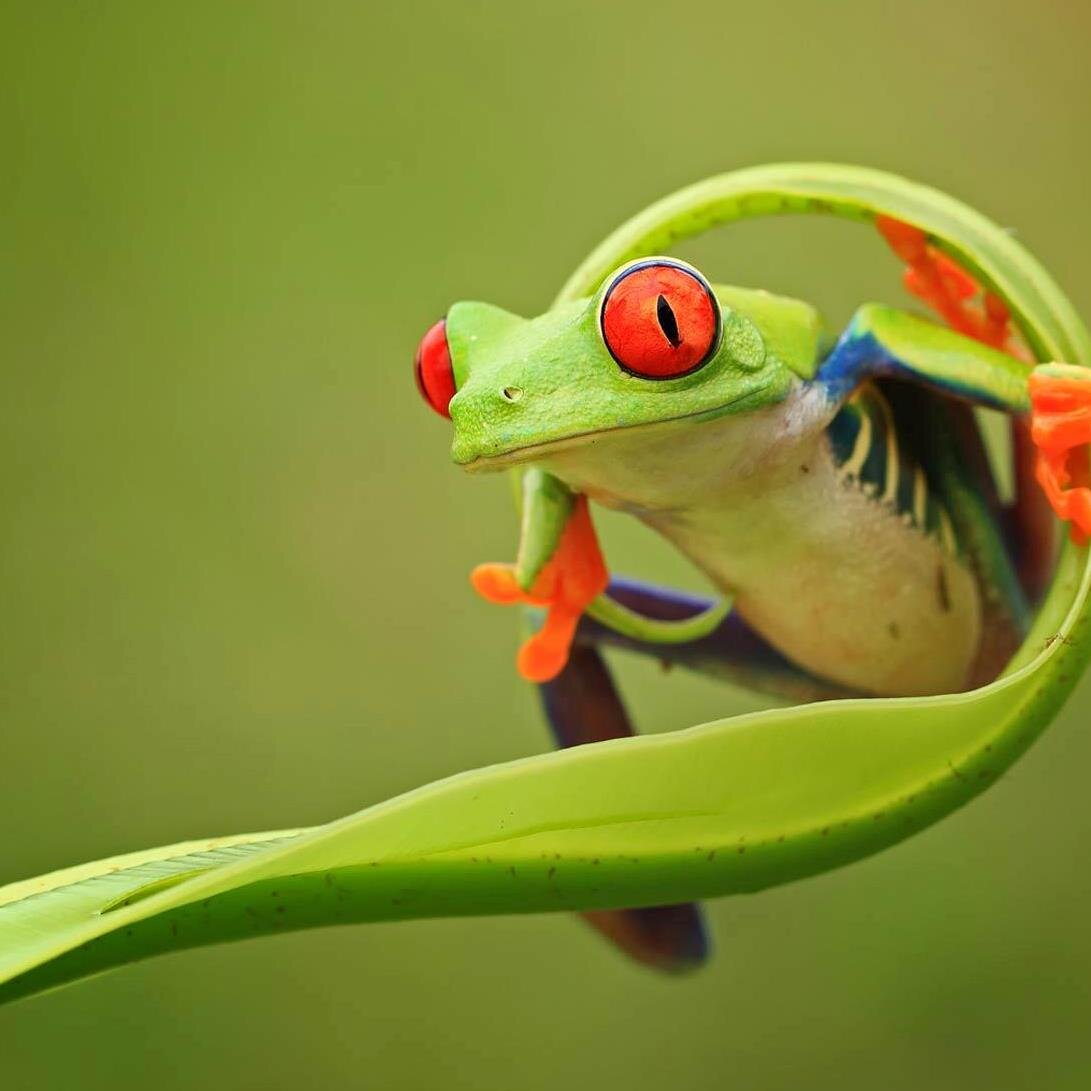 froggie_russell's profile picture. 