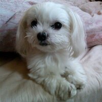 ゆうこ (@yuchan2525panda) 's Twitter Profile
