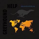 for greyhounds and galgos in need