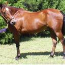 Aradia Diane Willard - @aradiadiane - Twitter