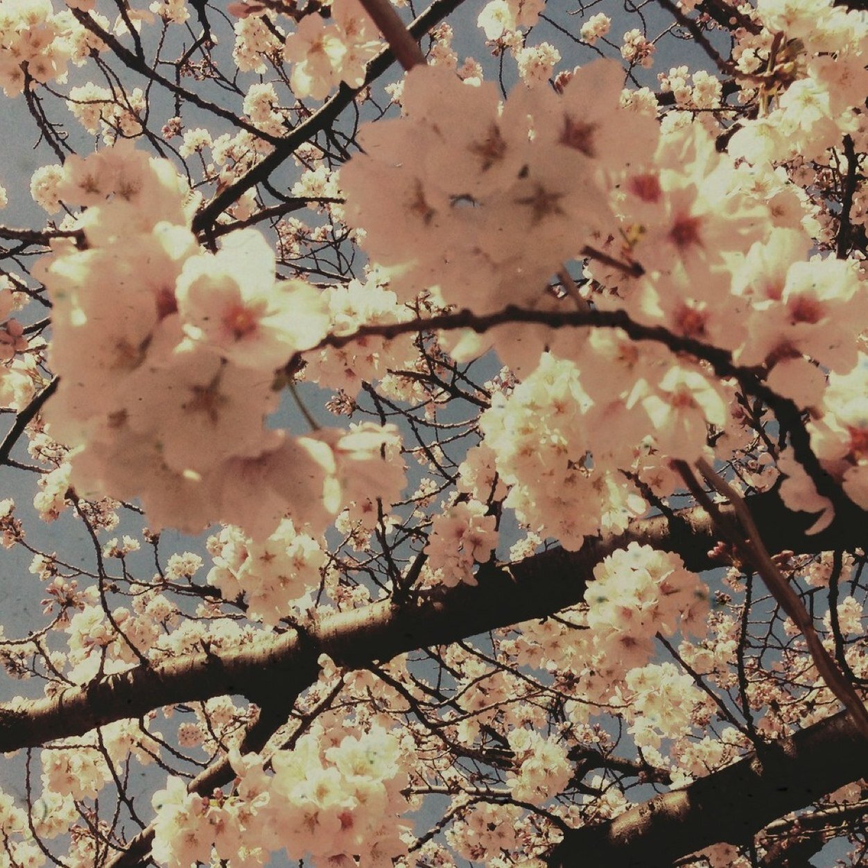 blueshell_bg's profile picture. 毒吐き用。