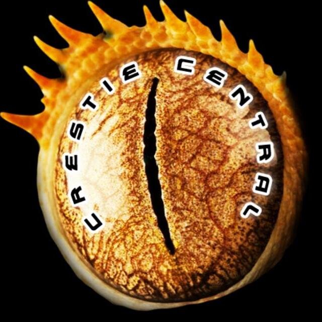 Welcome to crestiecentral's official twitter page. Follow this page for up-to-date info on geckos and supplies for sale.