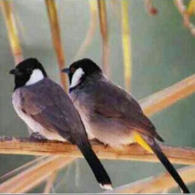 jojo_4402's profile picture. 