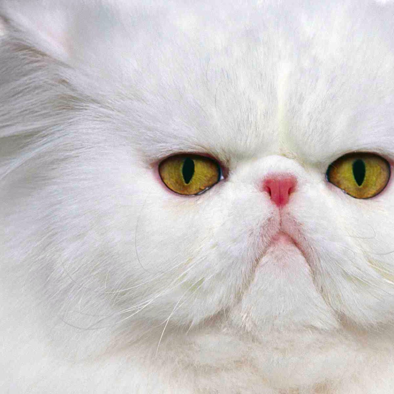 KattyCatfeine's profile picture. Meowwwwww hiss.