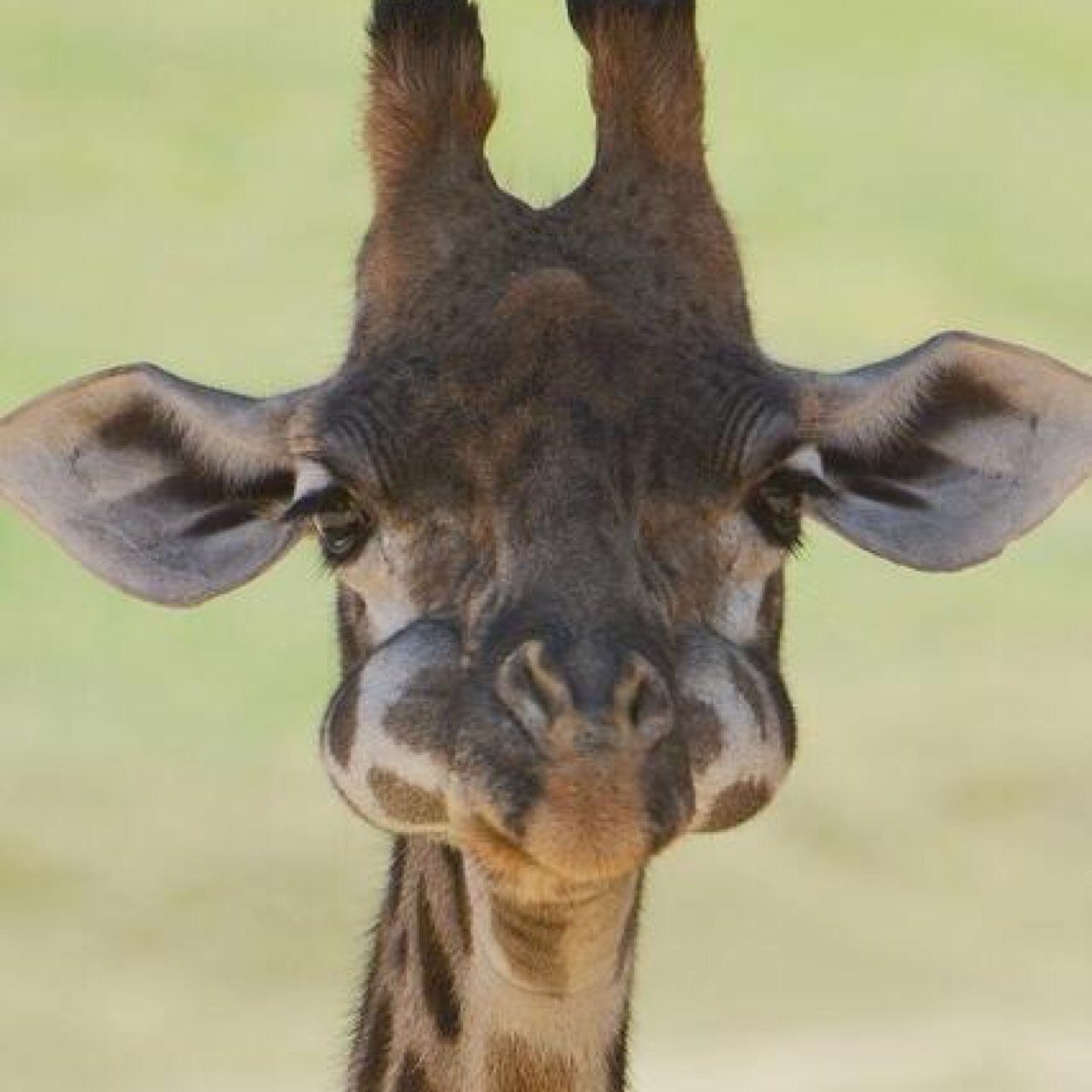 Everyone has that small ounce of being a Zoo Nerd. The fun part is showing it.

Like us on Facebook!