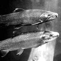 StanfordSteelie's profile picture. Protect & restore native fish habitat in creeks that run through Stanford lands. 

#water #sustainability #wildsteelhead #CAdrought #SearsvilleDam