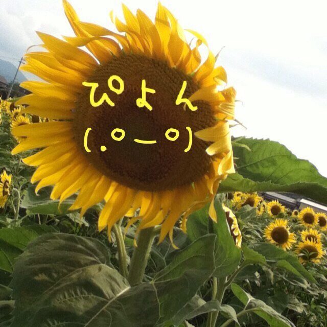 Pipipipipiyon Profile Picture