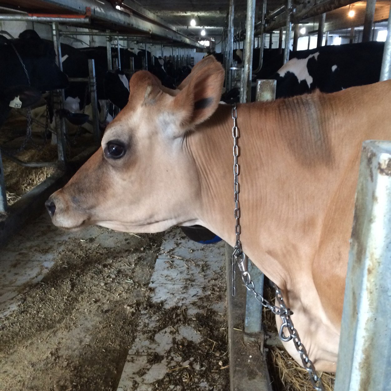 blothmann's profile picture. Pondvue & Markay Holsteins