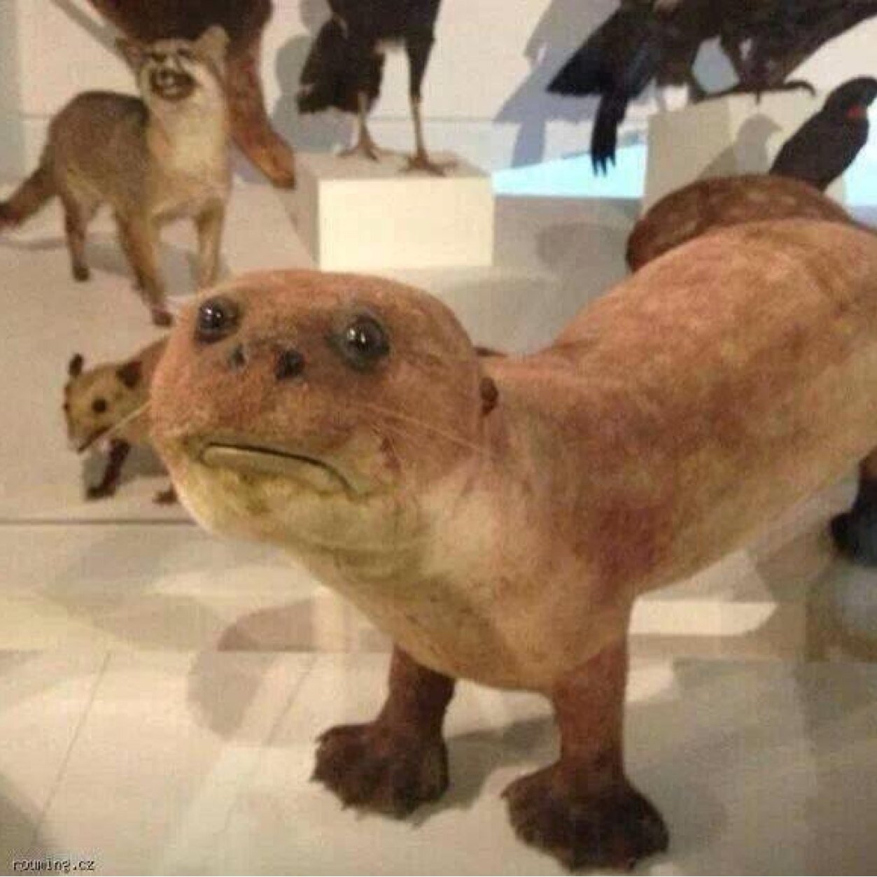 FOLLOW @ottersss. DONT FOLLOW ME. HELP US GET TO 1K PLS. ITS JUST OTTERS. THANK U!!!!!!