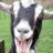 elansgoat's profile image
