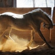 Helping you and your horse breath and ride better one arena at a time. Official Arena Dust control at Al Forsan Abu Dhabi  http://t.co/B1YImSmTNF