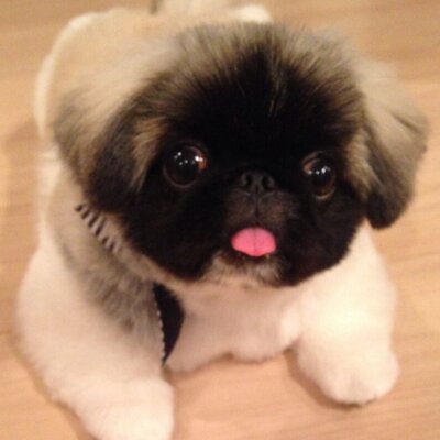 コアラ犬 ペキニーズのコロちゃん Corochan77 Twitter