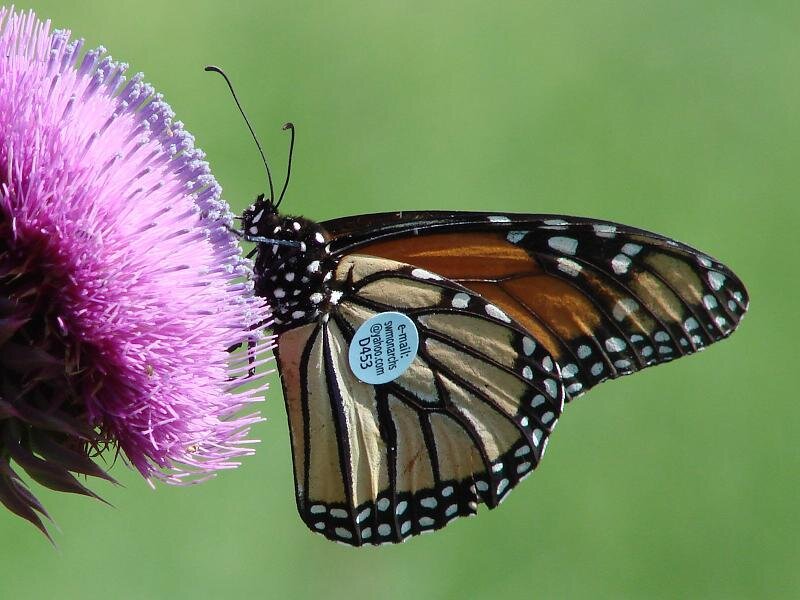 Southwest Monarch Study chases the monarch migration and expands breeding habitats in the SW USA.