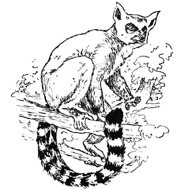 revistaellemur's profile picture. #curiosidades #historia #cultura