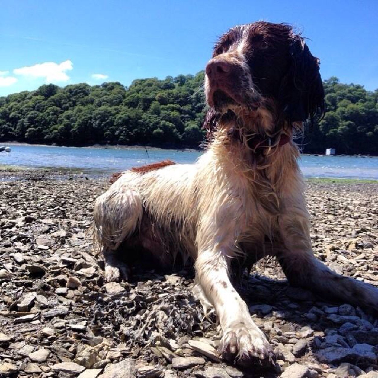 I'm Digger Hunt (springer spaniel) and I live at @7th_Rise in Cornwall with @3hungryboysthom! I love nature & the great outdoors!