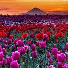 HullHattie's profile picture. 