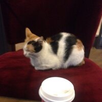Şehnaz (@shnsehnaz) Twitter profile photo
