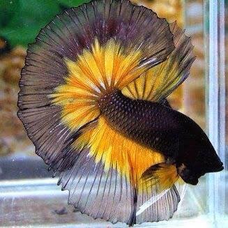 BettaMagazine's profile picture. aquariums as a metaphor for the conservation of nature environmental protection and restoration