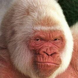 Diegowskii's profile picture. 