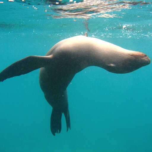 Sharksky,  based in Galápagos Islands, Ecuador, provides tours that support the local community.Check our popular Island hopping or contact us for more options.